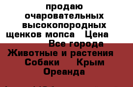 продаю очаровательных высокопородных щенков мопса › Цена ­ 20 000 - Все города Животные и растения » Собаки   . Крым,Ореанда